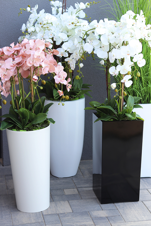 Grande Fiberglass White Extra, efektowny storczyk w białej donicy z fiberglass (połysk), wys.150cm