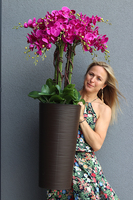 Fuksja Terrano, wysoki sztuczny storczyk w czekoladowej donicy, wys.135cm