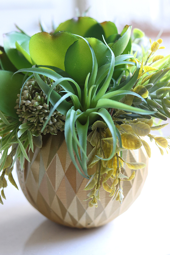 efektowna kompozycja sukulenty, Ferinato Gold A, wys.19cm