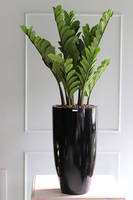 Grande Fiberglass Zamiokulkas, sztuczne drzewko w czarnej donicy, wys.135cm