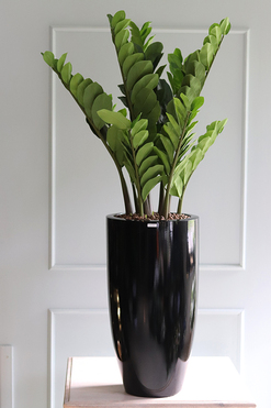 Grande Fiberglass Zamiokulkas, sztuczne drzewko w czarnej donicy, wys.135cm