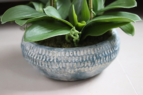 elegancki storczyk w niebieskiej misie, Ferrano 2, wys.62cm