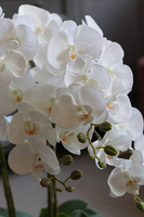 elegancki storczyk Grande Champagne w coolerze, wys.87cm