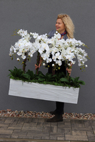 Mediolan Luneto, storczyk do obsadzenia, saute, wym.98x100cm