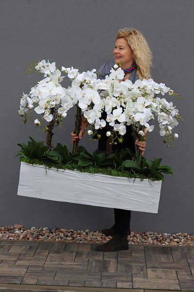 Mediolan Luneto, storczyk do obsadzenia, saute, wym.98x100cm