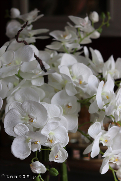 duży storczyk Black Fiberglass Grande Dorea w czarnej donicy, wys.144cm