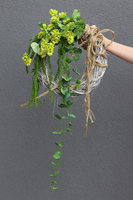 Ballo Chmielny, zielony wianek na drzwi, śr.30cm