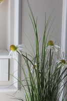 delikatna kompozycja traw z jeżówką, Lotto, wys.90cm 