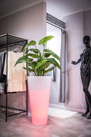 Della donica podświetlana 16kolorów + pilot 49x90cm