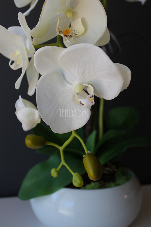 storczyk gumowy Camilla White w ceramicznej, białej donicy, wys.61cm