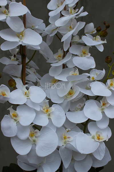 bardzo duży storczyk Kallena w donicy cappuccino, wys.150cm 