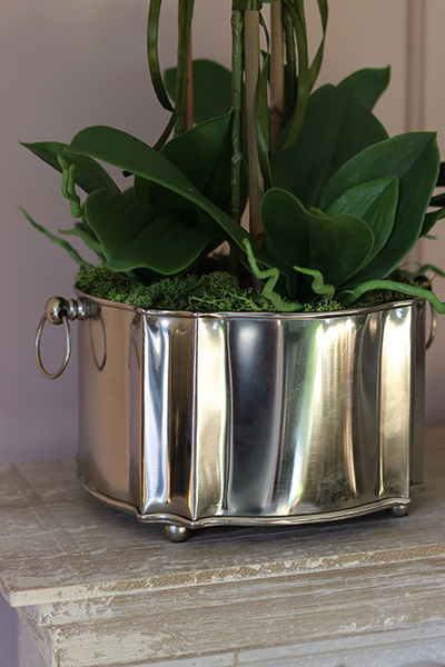 Pallano Big, niesamowity storczyk w cynowanym naczyniu, wys.57cm