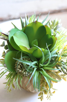 efektowna kompozycja sukulenty, Ferinato Gold A, wys.19cm