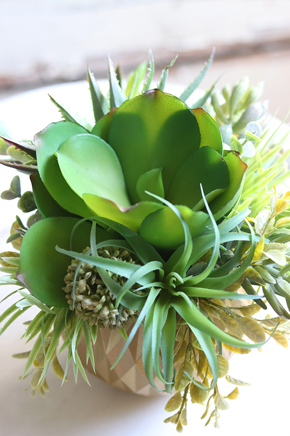 efektowna kompozycja sukulenty, Ferinato Gold A, wys.19cm