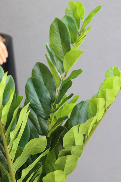 Grande Fiberglass Zamiokulkas, sztuczne drzewko w czarnej donicy, wys.135cm