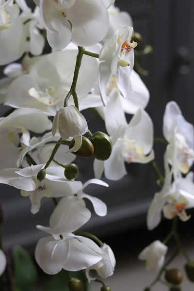 elegancki storczyk w niebieskiej misie, Ferrano 2, wys.62cm