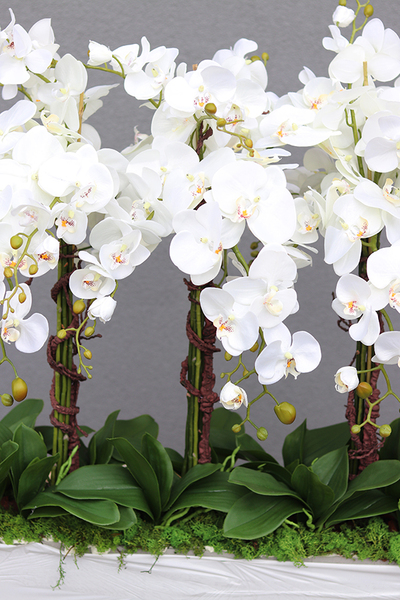 Mediolan Luneto, storczyk do obsadzenia, saute, wym.98x100cm