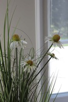 delikatna kompozycja traw z jeżówką, Lotto, wys.90cm 