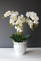 Sana kremowy storczyk w ażurowej donicy, wys.60cm