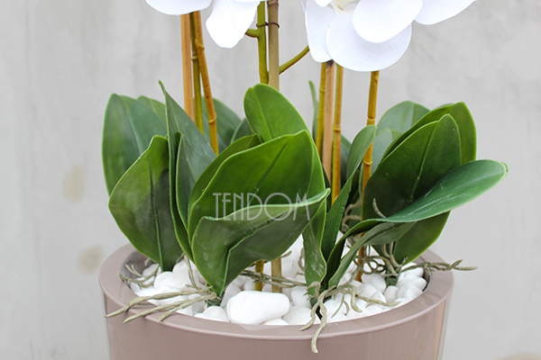 bardzo duży storczyk Kallena w donicy cappuccino, wys.150cm 