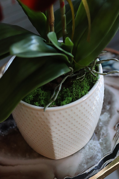 czerwony storczyk w ceramicznej donicy, Miedziany, wys.56cm