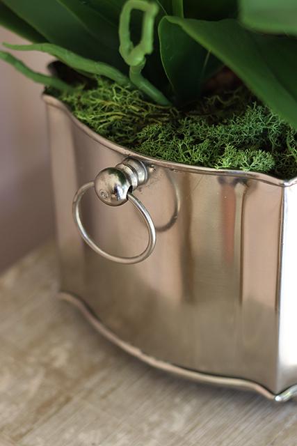 Pallano Big, niesamowity storczyk w cynowanym naczyniu, wys.57cm