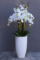 Grande Fiberglass White Extra, efektowny storczyk w białej donicy z fiberglass (połysk), wys.150cm