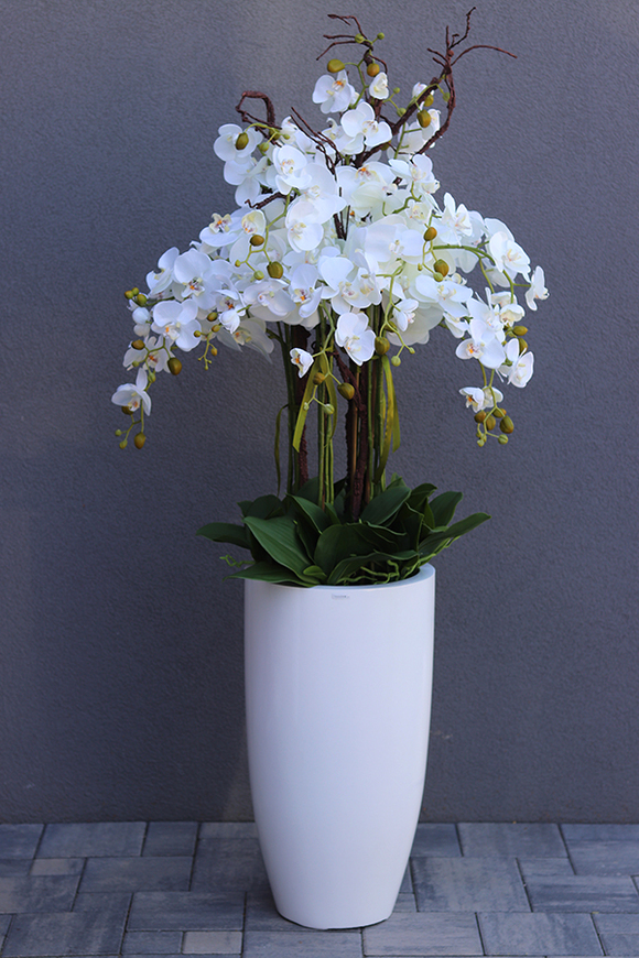 Grande Fiberglass White Extra, efektowny storczyk w białej donicy z fiberglass (połysk), wys.150cm 