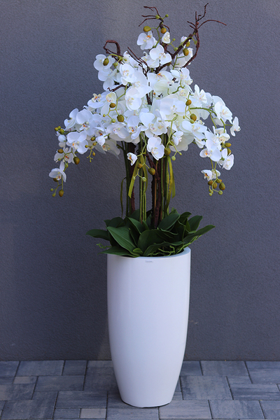 Grande Fiberglass White Extra, efektowny storczyk w białej donicy z fiberglass (połysk), wys.150cm