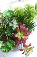 Boho Basket A, kompozycja sukulenty w donicy - koszu, wym.38x32cm