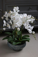 elegancki storczyk w niebieskiej misie, Ferrano 2, wys.62cm