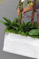 Mediolan Luneto, storczyk do obsadzenia, saute, wym.98x100cm