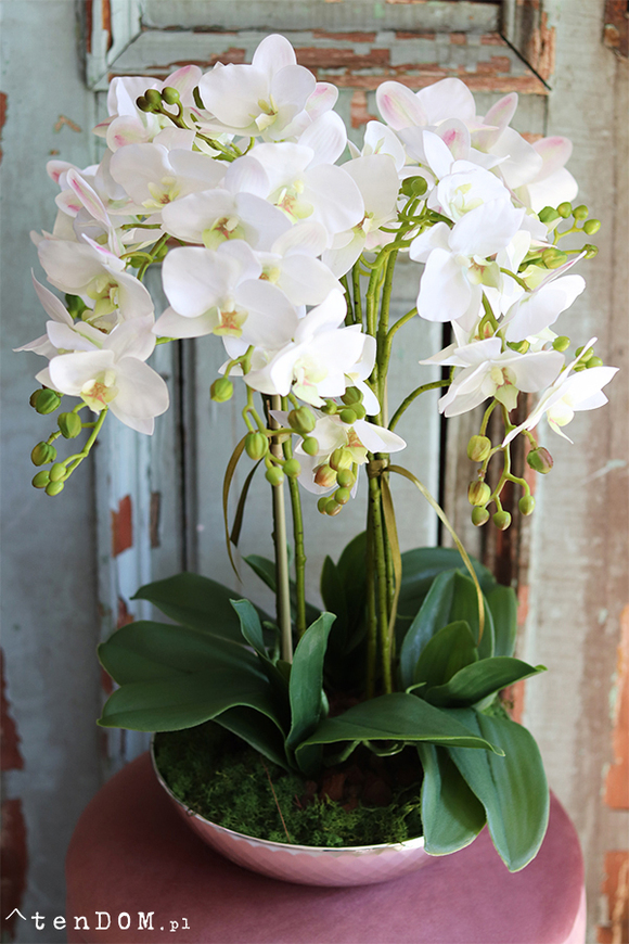 Berlicot, elegancki storczyk w lustrzanej misie, wys.54cm