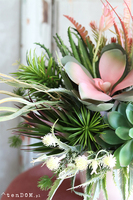 Albertina Design, kompozycja z sukulentami, wym.36x30cm