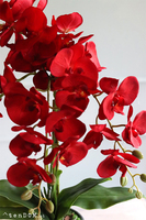 Czerwony storczyk jak żywy, Viedma, wys.67cm