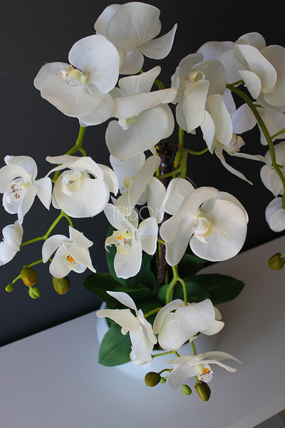 storczyk gumowy Camilla White w ceramicznej, białej donicy, wys.61cm