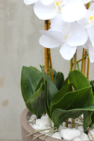 bardzo duży storczyk Kallena w donicy cappuccino, wys.150cm 