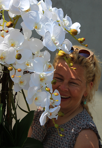 bardzo duży storczyk Beauty Grande w minimalistycznej donicy, wys.120cm 