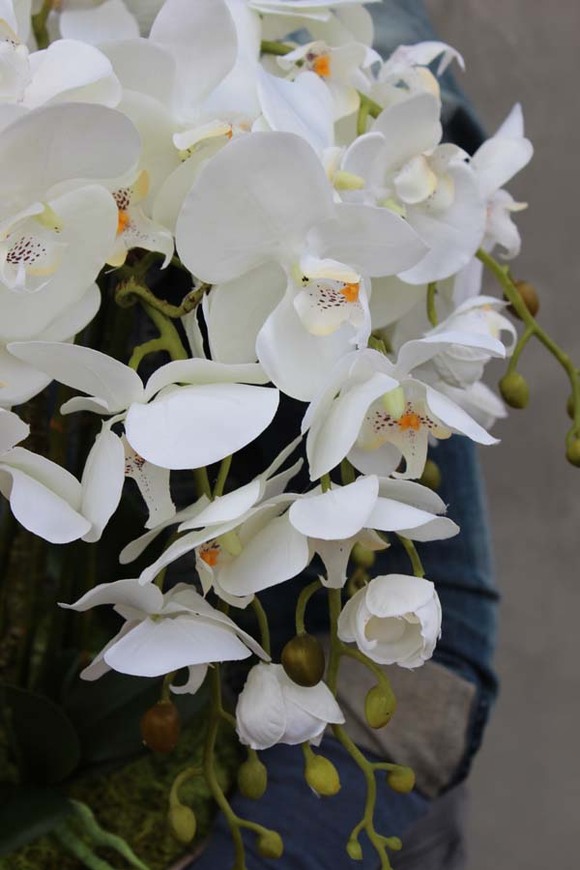 Cariba storczyk w ceramicznej paterze, wys.50cm