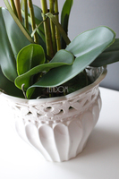 Sana kremowy storczyk w ażurowej donicy, wys.60cm