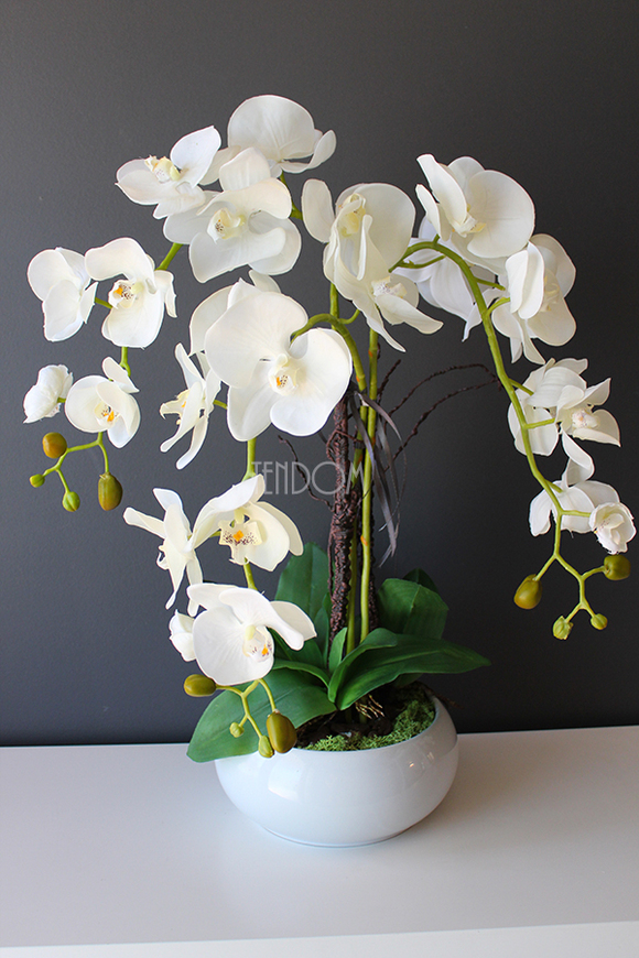 storczyk gumowy Camilla White w ceramicznej, białej donicy, wys.61cm