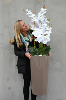 bardzo duży storczyk Kallena w donicy cappuccino, wys.150cm 