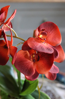 czerwony storczyk w ceramicznej donicy, Miedziany, wys.42cm