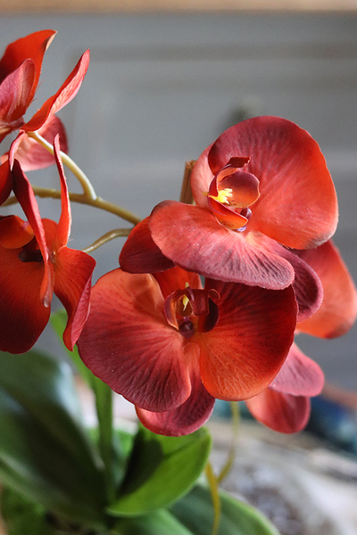 czerwony storczyk w ceramicznej donicy, Miedziany, wys.42cm