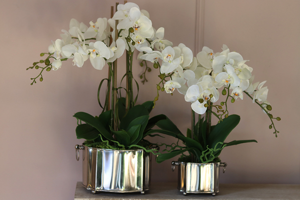 Pallano Big, niesamowity storczyk w cynowanym naczyniu, wys.57cm