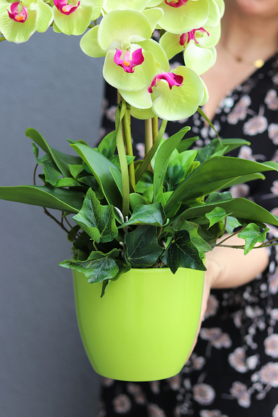 Green Melo, zielony storczyk w donicy, wys.54cm