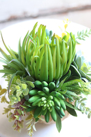 efektowna kompozycja sukulenty, Ferinato Gold B, wys.23cm