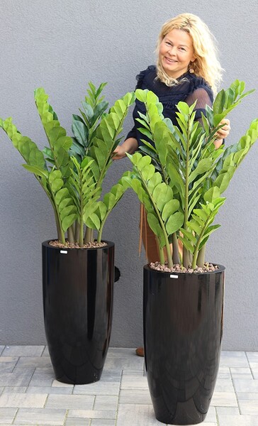 Grande Fiberglass Zamiokulkas, sztuczne drzewko w czarnej donicy, wys.135cm