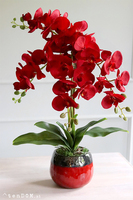 Czerwony storczyk jak żywy, Viedma, wys.67cm