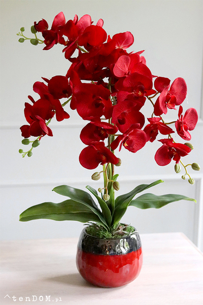 Czerwony storczyk jak żywy, Viedma, wys.67cm